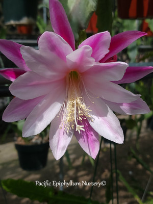 Epiphyllum Climax