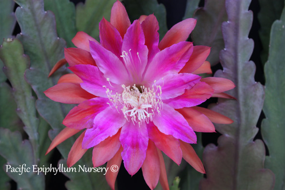 Epiphyllum Dreamsicle