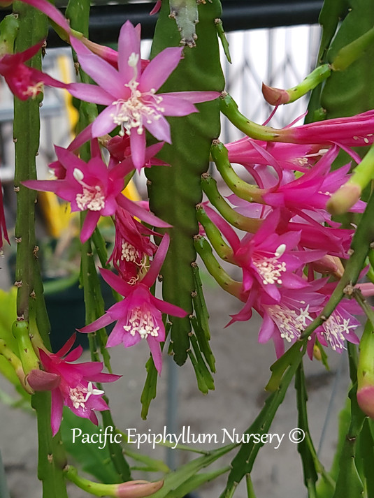 Epiphyllum Felcino Favorite