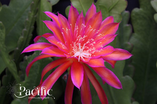 Epiphyllum  flower Glow Bug