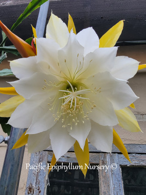 Epiphyllum Golden Pearl