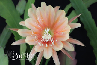 Epiphyllum flower