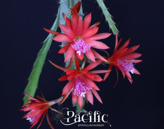 Epiphyllum Mary