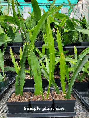 Epiphyllum plants for sale