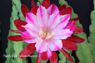 Epiphyllum Show off