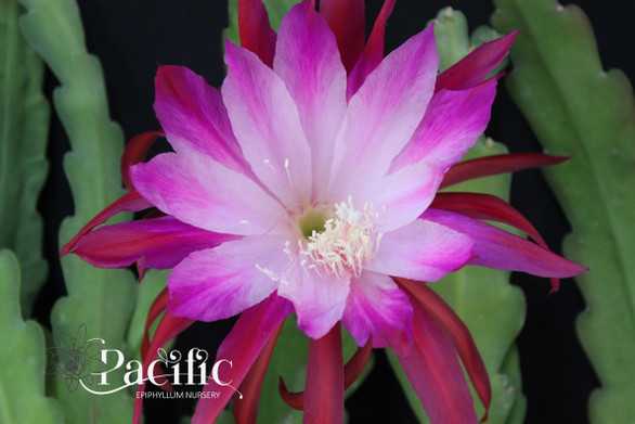 Epiphyllum Flower