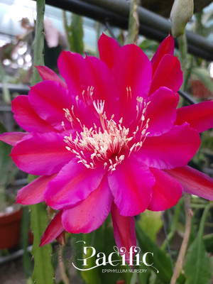 Epiphyllum flower