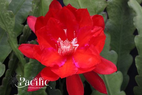 Epiphyllum flower