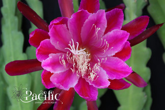 Epiphyllum flower