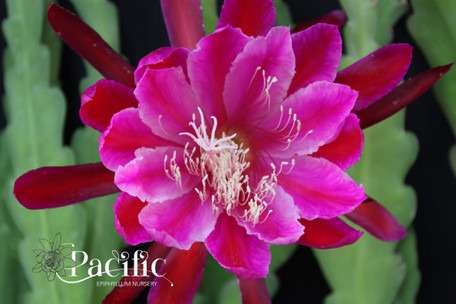 Epiphyllum flower