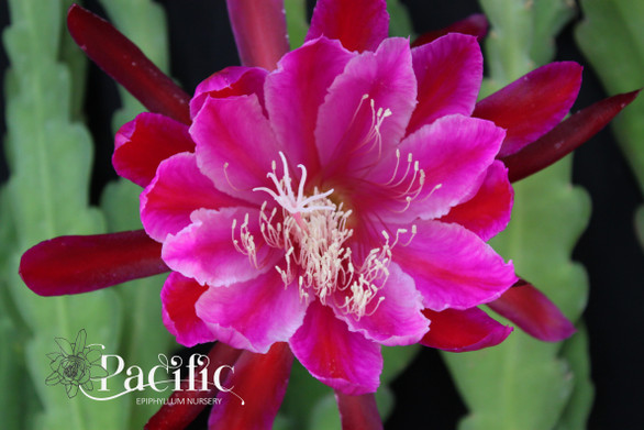 Epiphyllum flower