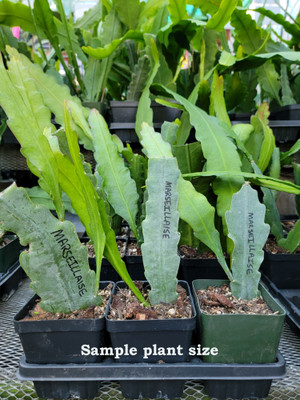 Epiphyllum plants for sale