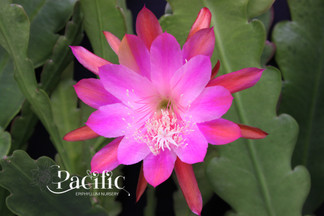 Epiphyllum Perfidia