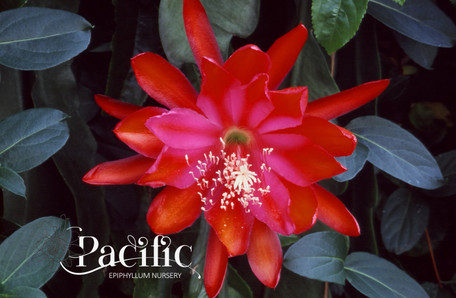 Epiphyllum kathleen