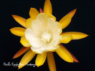 Epiphyllum - William Clark