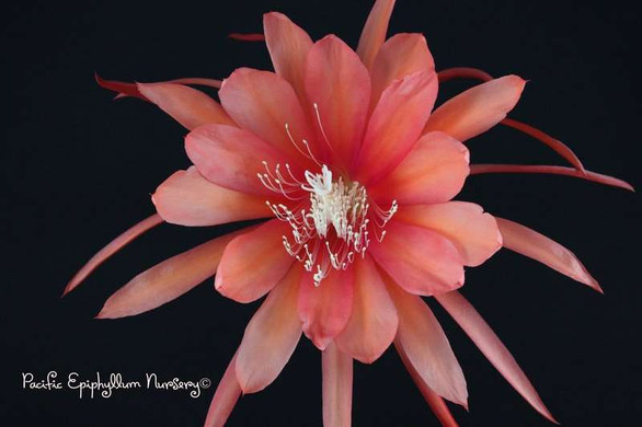 Zeus (Rooted Epiphyllum Plant) Pacific Epiphyllum Nursery
