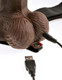 Fetish Fantasy 8 Inches Hollow Strap On Remote Brown by Pipedream Products - view 3