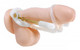 Size Matters Penis Enlarger by XR Brands - view 3