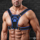 Alpha Pup Bulldog Harness - Blue by Master Series