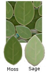 Leaf Tile 1-lb. 