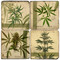 Cannabis Coaster Set