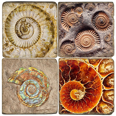 Ammonite Fossil Coaster Set Printed on Italian Marble