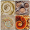 Ammonite Fossil Coaster Set Printed on Italian Marble