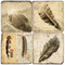 Bird Feather Coaster Set