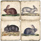Rabbit Coaster Set