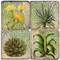 Succulents Coaster Set