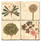 Weeds Coaster Set