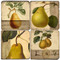 Pear Botanical Coaster Set