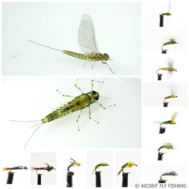 Blue Winged Olive Mayfly Selection - Ascent Fly Fishing