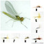 Go-To Dry Mayfly Selection