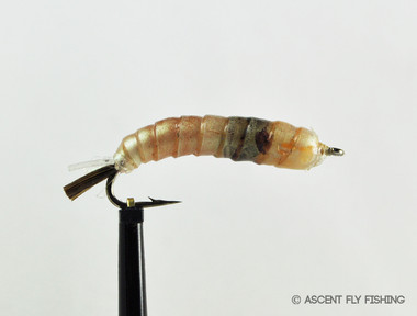 Tan Chewee Cranefly Larva