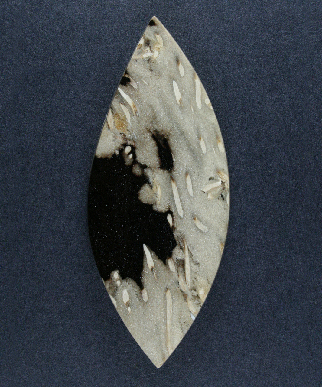 Texas Petrified Palm Wood Designer Cabochon 17663 Gerard Scott Designs