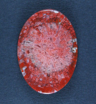 Bright Agatized Red Horn Coral Designer Cabochon  #19977