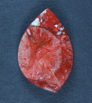 Bright Agatized Red Horn Coral Designer Cabochon  #20323