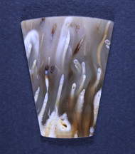 Translucent Indonesian Palm Designer Cabochon #20804