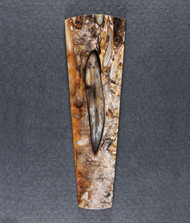 Dramatic Edison Petrified Palm Wood Designer Cabochon  #21173