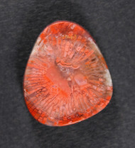 Bright Red Agatized Horn Coral Designer Cabochon  #21219