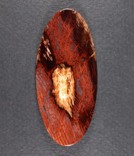 Unusual Tuscarora Petrified Wood Designer Cabochon  #21250
