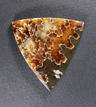 Beautiful Fossil Ammonite Cabochon-  Yellow and White  #21255