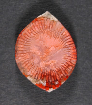  Bright Red Agatized Horn Coral Designer Cabochon  #21294