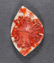 Bright Red Agatized Horn Coral Designer Cabochon  #21330