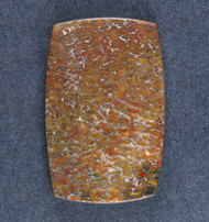Multi-colored Dinosaur Bone Cabochon- Red and Orange  #21550