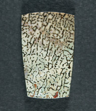 Beautiful Green and Red Agatized Dino Bone Cabochon  #21688