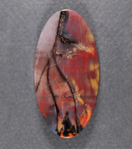 Dramatic Arizona Rainbow Wood Designer Cabochon  #21739
