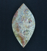 Colorful  Indonesian Agatized Coral Designer Cabochon #21787