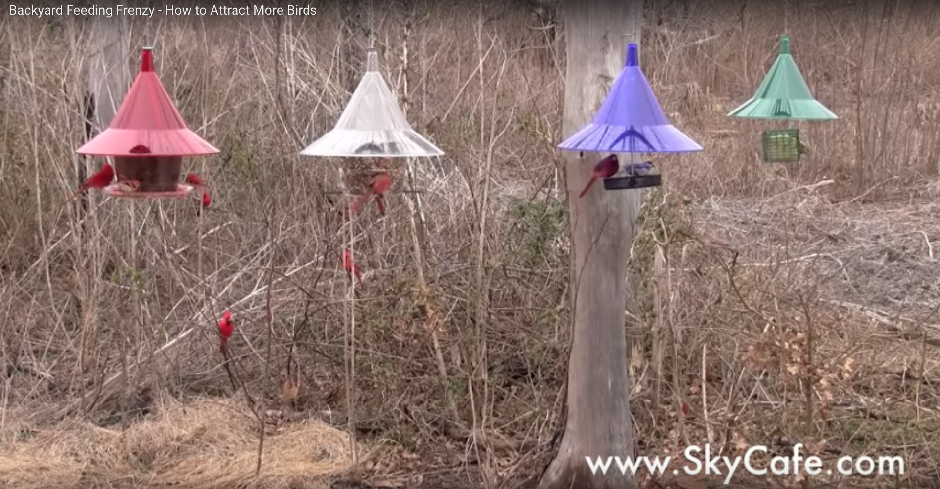 Attracting Birds To Your New Bird Feeder Squirrelstuff